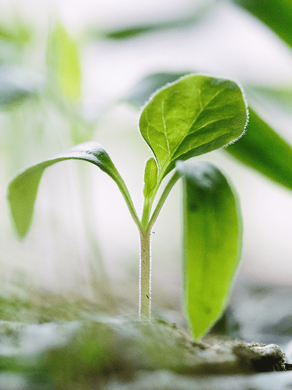 MORE-spirer_600x800_2022